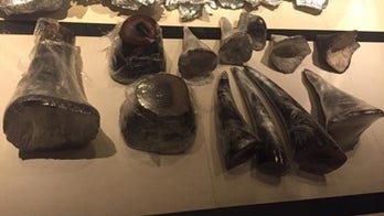 Department of Justice charges Malaysian citizen for trafficking over $725K of rhinoceros horns