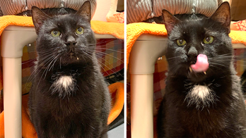 Black domestic shorthair cat looking to be adopted in time for Halloween, National Cat Day