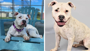 Hurricane Ian pushed this ‘Snow White’ dog from Florida to New Jersey — now she needs a home