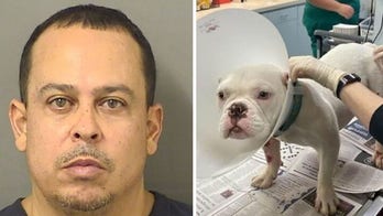 Florida man arrested on animal cruelty charges for allegedly dragging French Bulldog behind pickup truck