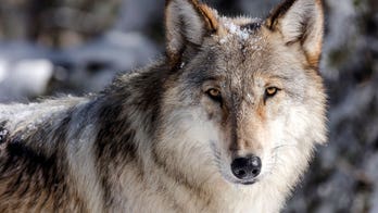 Idaho wolf population steady despite lawmakers expanding wolf hunting laws