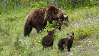Wyoming hunter accidentally shoots himself while fighting grizzly bear