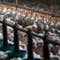 Europe sees worst bird flu outbreak in its history this year