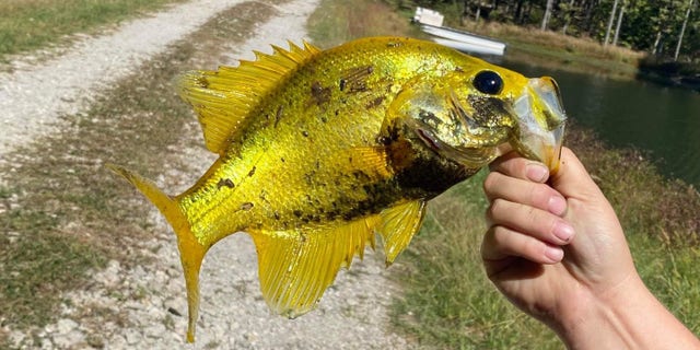 Holly Haddan found an extremely rare golden crappie fish in her private pond on Wednesday.