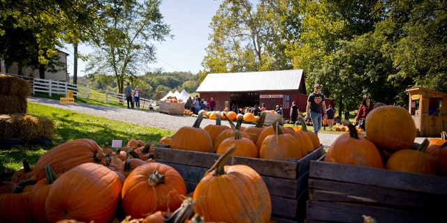 Neltner’s Farm is located in Camp Springs, Kentucky.Â