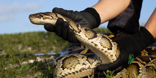 A Burmese python, a nonnative species in the area, is captured in south Florida.