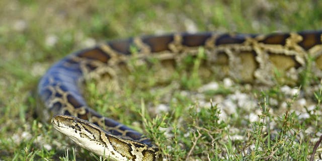 A Burmese python is photographed in the Everglades region of southern Florida.