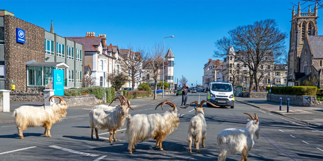 Les responsables se sont rencontrés cette semaine et ont convenu de créer un groupe pour gérer les chèvres qui terrorisent la ville.