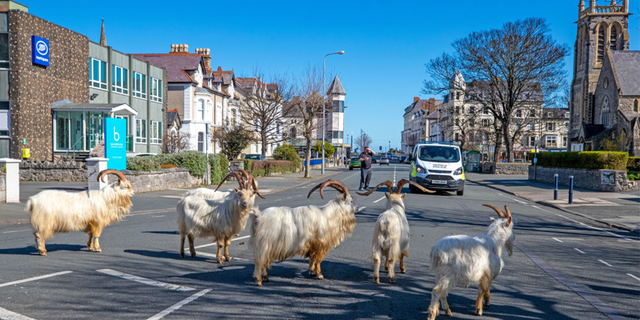 Officials met this week and decided to create a group to manage the goats that terrorize the city.