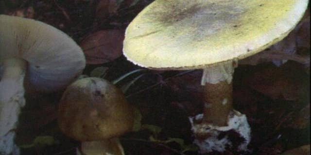 FILE - A photo of a death cap mushroom taken in 1997.
