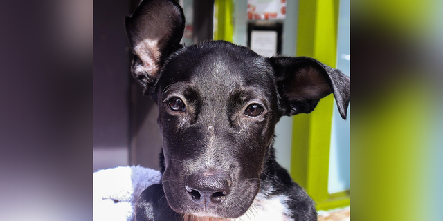 El hombre que rescató al cachorro condujo dos horas hasta Austin Pets Alive!  Cachorro Parvo UCI.  Este refugio opera una de las únicas UCI de Parvo del país y pudo tratar al cachorro.