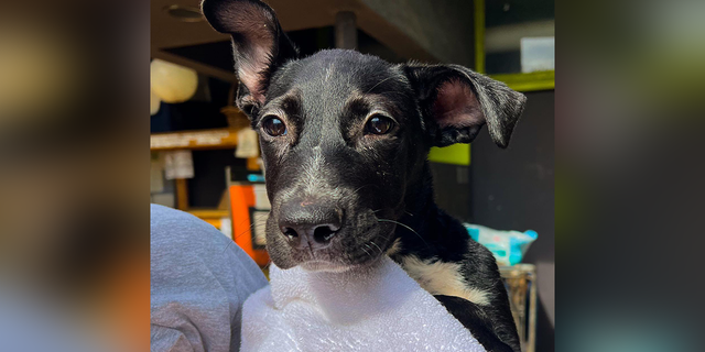 El cachorro, una mezcla de labrador retriever negro de dos meses, había dado positivo por parvovirus, un virus altamente contagioso y potencialmente mortal.