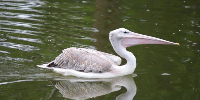 This undated photo provided by Omaha’s Henry Doorly Zoo and Aquarium shows a pink-backed pelican. The zoo has closed several exhibits and taken other precautions after one of its pelicans died from the bird flu on Thursday, Oct. 13, 2022. 