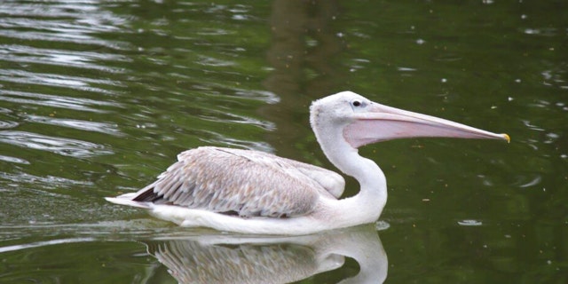 This undated photo provided by Omaha’s Henry Doorly Zoo and Aquarium shows a pink-backed pelican. The zoo has closed several exhibits and taken other precautions after one of its pelicans died from the bird flu on Thursday, Oct. 13, 2022. 