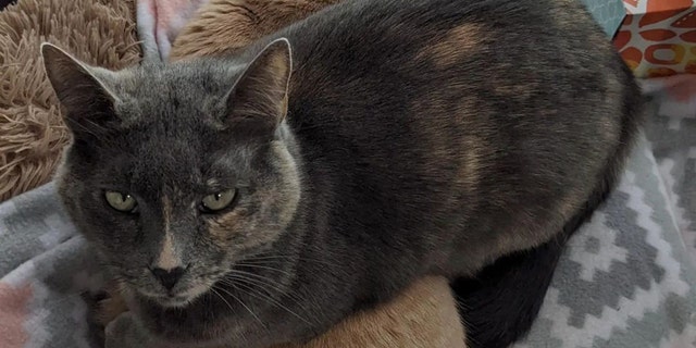 Baby Blue is a seven-year-old cat in Salt Lake City, Utah, and needs a forever home.