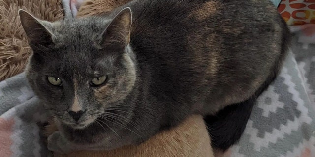 Baby Blue is a seven-year-old cat in Salt Lake City, Utah, and needs a forever home.