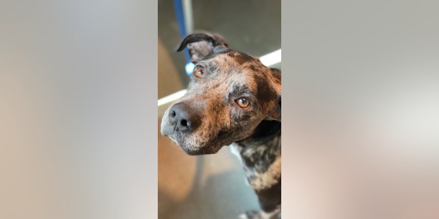 Dog in Houston beat a nasty disease and is now up for adoption 4 Benson is a three-year-old dog who recovered from heartworm.