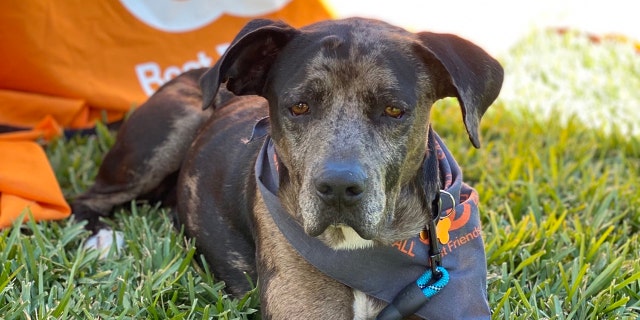 Dog in Houston beat a nasty disease and is now up for adoption 2 Benson is great with people and with other dogs. He's eager to find his forever home.