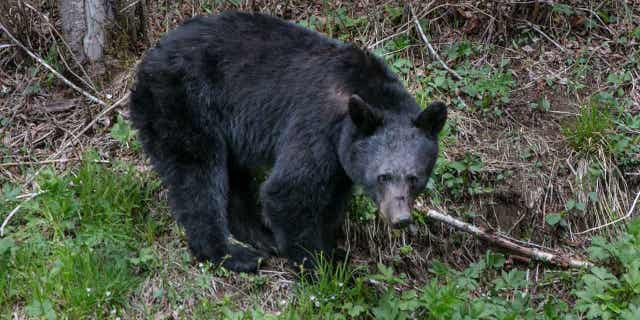 Unbelievable! Black Bear Shot After Entering Sevierville Home - f4d2yry