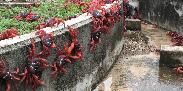 In this handout image provided by Parks Australia, thousands of red crabs are seen walking in a drain on November 23, 2021, in Christmas Island.