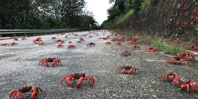 In this handout image provided by Parks Australia, thousands of red crabs are seen walking on a road on Nov. 23, 2021, in Christmas Island. The annual migration of red crabs begins with first rains of the wet season on Christmas Island, usually around October or November. Millions of the red crabs make their way across the island to the ocean to mate and spawn.