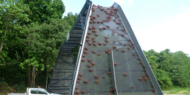 In this handout image provided by Parks Australia, thousands of red crabs are seen walking over a crab bridge on November 23, 2021, in Christmas Island.