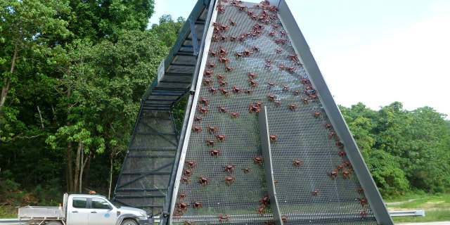 In this handout image provided by Parks Australia, thousands of red crabs are seen walking over a crab bridge on November 23, 2021, in Christmas Island.