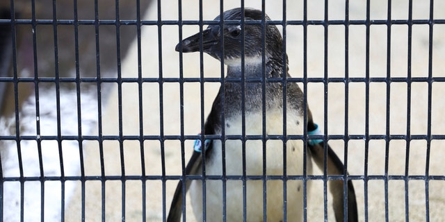 An African penguin is seen at South African Foundation for the Conservation of Coastal Birds (SANCCOB) rehabilitation centre after penguins at Cape Town's famous Boulders penguin colony, a popular tourist attraction and an important breeding site are suffering an outbreak of avian flu in Cape Town, South Africa, September 20, 2022. 