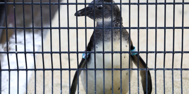 An African penguin is seen at South African Foundation for the Conservation of Coastal Birds (SANCCOB) rehabilitation centre after penguins at Cape Town's famous Boulders penguin colony, a popular tourist attraction and an important breeding site are suffering an outbreak of avian flu in Cape Town, South Africa, September 20, 2022. 