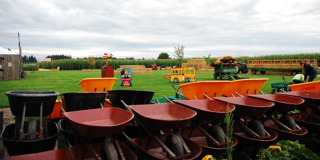 This pumpkin patch in Oregon offers face-painting, live music, a corn maze, a petting zoo and games like a ring toss and mining for gold.Â