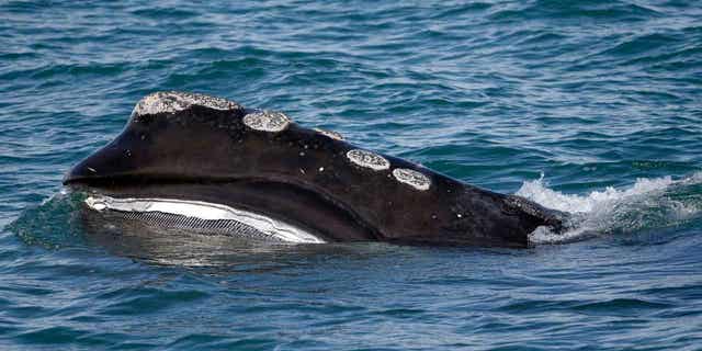 Une baleine noire de l'Atlantique Nord se nourrit à la surface de la baie de Cape Cod au large de Plymouth, Massachusetts, le 28 mars 2018. Les scientifiques ont publié de nouvelles données le lundi 24 octobre 2022, qui ont montré qu'une espèce de baleine en voie de disparition a diminué en population d'environ 2 % l'an dernier. 