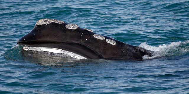 A North Atlantic right whale feeds on the surface of Cape Cod Bay off the coast of Plymouth, Massachusetts, on March 28, 2018.