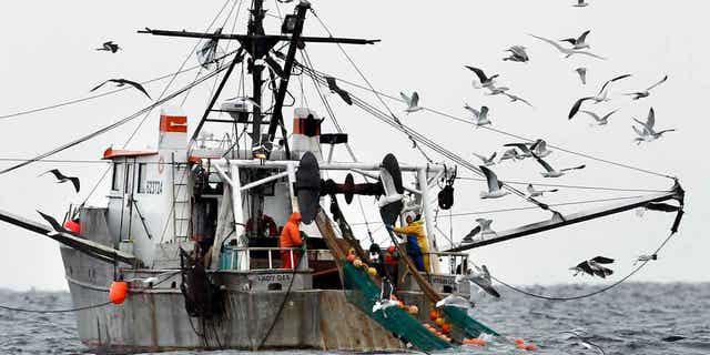 Gulls follow a shrimp fishing boat