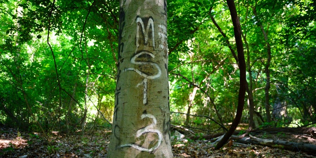 MS-13 graffiti woods