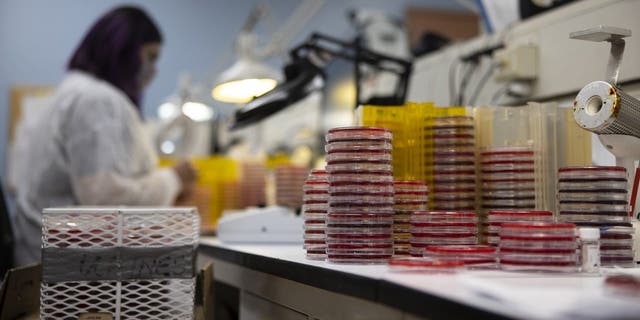 A lab technician works alongside culture media plates at the Vanderbilt University Medical Center in Nashville, Tennessee, U.S., on Friday, Aug. 28, 2020. Photographer: Brett Carlsen via Getty Images