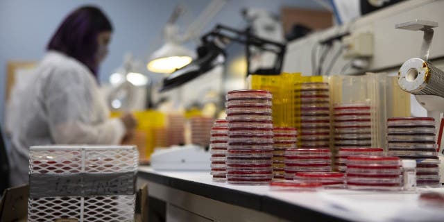 Un tecnico di laboratorio lavora insieme alle lastre per supporti culturali presso il Vanderbilt University Medical Center di Nashville, Tennessee, USA, venerdì 28 agosto 2020. Fotografo: Brett Carlsen/Bloomberg tramite Getty Images