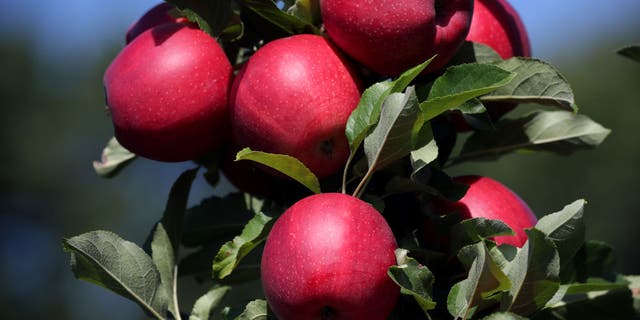 Apples in an orchard at Cider Hill Farm in Amesbury, Massachusetts, on Sept. 7, 2020.  