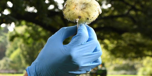 Tom May, a principal research scientist in mycology at the Royal Botanic Gardens in Melbourne, inspects a Death Cap mushroom, which is extremely toxic and responsible for 90% of all mushroom poisoning deaths.