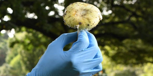 Tom May, a principal research scientist in mycology at the Royal Botanic Gardens in Melbourne, inspects a Death Cap mushroom, which is extremely toxic and responsible for 90% of all mushroom poisoning deaths.
