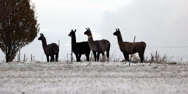 FILE - Black Llamas stand in a snow-covered pasture at a llama farm.