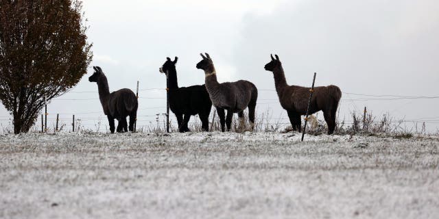 FILE - Black Llamas stand in a snow-covered pasture at a llama farm.