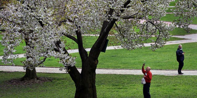 A person takes a photo of a blooming tree on Boston Common in Boston on April 27, 2022. William Blaxton planted America's first apple orchard along what is now Boston Common. It became America's first public park in 1634, just before Blaxton left for Rhode Island.