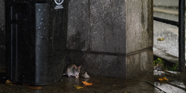 A rat is seen by a trash bin in New York City on Oct. 19, 2022.