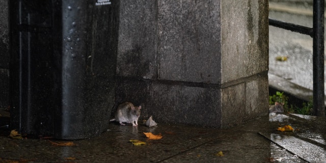 A rat is seen by a trash bin in New York City on Oct. 19, 2022.