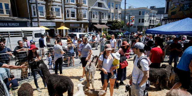 Festival-goers mingle and feed animals in the petting zoo at the 10th annual Noe Valley neighborhood SummerFEST in the Noe Valley Town Square. 