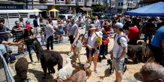 Festival attendees will interact with and feed the animals at the petting zoo at the 10th annual Noe Valley Summerfest at Noe Valley Town Square. 