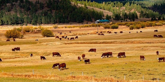 Cattle graze in Harney County, Oregon. Voters in Harney County previously approved a measure supporting the idea of seceding from Oregon and becoming part of Idaho.