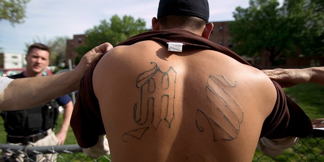 Armed police from Maryland's Prince George's County Anti-Gang Unit question and detain a confirmed gang member of Mara Salvatrucha 13, or MS-13, April 20, 2006 in Langley Park, Maryland. The confirmed MS-13 gang member's tattoos were photographed for the police data base.