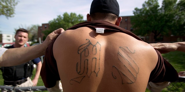 Armed police from Maryland's Prince George's County Anti-Gang Unit question and detain a confirmed gang member of Mara Salvatrucha 13, or MS-13, April 20, 2006 in Langley Park, Maryland. The confirmed MS-13 gang member's tattoos were photographed for the police data base.