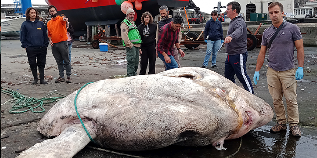 A giant southern ocean sunfish weighing approximately 6,049.48 pounds was found afloat in Azores, Portugal. Researchers brought the dead fish to shore to examine it.
